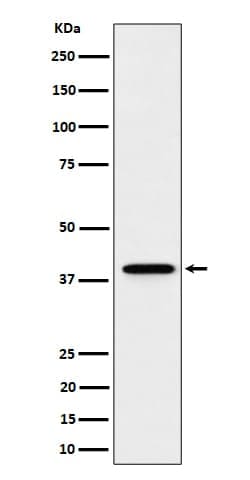 WDR68 Antibody (SR1650), Novus Biologicals 50 &mu;g | Buy Online | Novus Biologicals | Fisher Scientific