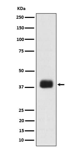 SRp55 Antibody (SR1629), Novus Biologicals 50 &mu;g; Unconjugated:Antibodies,