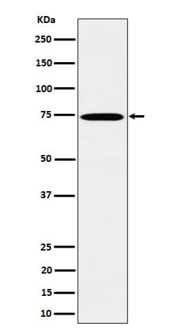 TAF15 Antibody (SR2205), Novus Biologicals:Antibodies:Primary Antibodies
