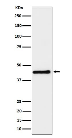 DPF2 Antibody (SR1748), Novus Biologicals:Antibodies:Primary Antibodies