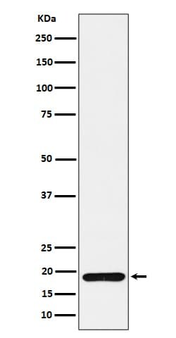 TXNDC12 Antibody (SR1258), Novus Biologicals 100 &mu;g; Unconjugated:Antibodies,