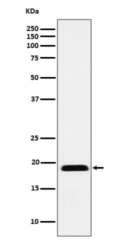 MRLC2 Antibody (SR1293), Novus Biologicals:Antibodies:Primary Antibodies