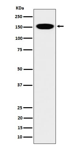 CNAP1 Antibody (SR1189), Novus Biologicals 100 &mu;g; Unconjugated:Antibodies,