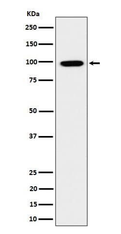 GRAF Antibody (SR1016), Novus Biologicals 50 &mu;g; Unconjugated:Antikörper