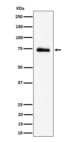 RAVER2 Antibody (SR2189), Novus Biologicals 100 &mu;g; Unconjugated:Antibodies,