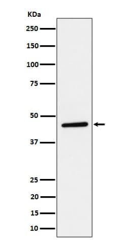 TAPP1/PLEKHA1 Antibody (SR1740), Novus Biologicals:Antibodies:Primary Antibodies