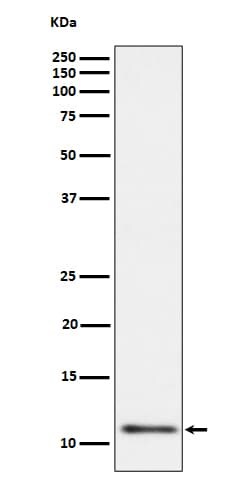 UQCRH Antibody (SR1085), Novus Biologicals 100 &mu;g; Unconjugated:Antibodies,