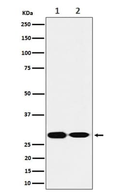 SNAP29 Antibody (SR1445), Novus Biologicals:Antibodies:Primary Antibodies