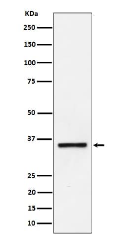 Kallikrein 8/Neuropsin Antibody (SR1584), Novus Biologicals 100 &mu;g;