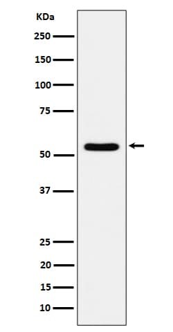 TOE1 Antibody (SR2067), Novus Biologicals 50 &mu;g; Unconjugated:Antibodies,