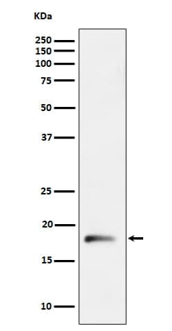 RPL26L1 Antibody (SR1266), Novus Biologicals:Antibodies:Primary Antibodies