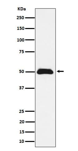 Abraxas Antibody (SR1869), Novus Biologicals 50 &mu;g; Unconjugated:Antibodies,