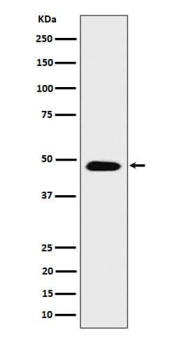 COPS4 Antibody (SR1873), Novus Biologicals 100 &mu;g; Unconjugated:Antibodies,