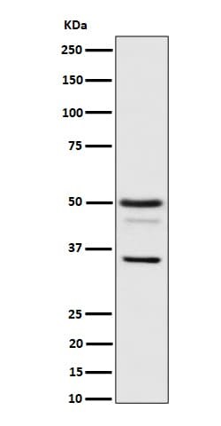 Bag-1 Antibody (SR1542), Novus Biologicals 50 &mu;g; Unconjugated:Antibodies,