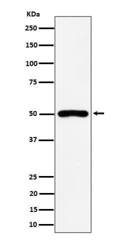 P2Y12/P2RY12 Antibody (SR1887), Novus Biologicals 50 &mu;g; Unconjugated:Antibodies,