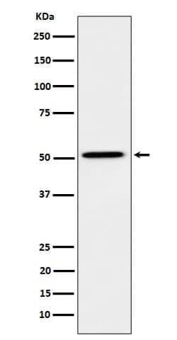 HNF-4 alpha/NR2A1 Antibody (SR1937), Novus Biologicals 50 &mu;g; Unconjugated:Antibodies,