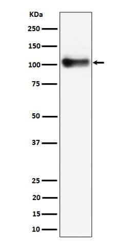 Thrombomodulin/BDCA-3 Antibody (SR1034), Novus Biologicals 100 &mu;g; Unconjugated:Antibodies,
