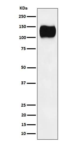 ICAM-3/CD50 Antibody (SR1003), Novus Biologicals 50 &mu;g; Unconjugated:Antibodies,