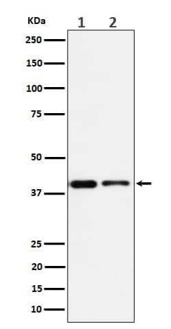 SLP-2 Antibody (SR1659), Novus Biologicals 50 &mu;g; Unconjugated:Antibodies,