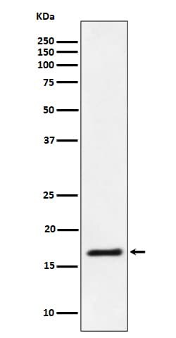 UbcH7/UBE2L3 Antibody (SR1268), Novus Biologicals 100 &mu;g; Unconjugated:Antibodies,
