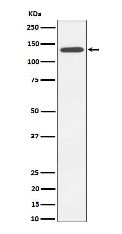 Cadherin-4/R-Cadherin Antibody (SR1130), Novus Biologicals:Antibodies:Primary