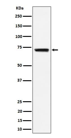 BLNK Antibody (SR2143), Novus Biologicals:Antibodies:Primary Antibodies