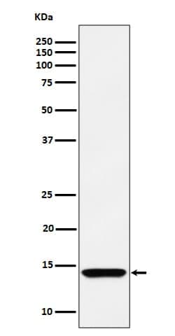 HINT1 Antibody (SR1174), Novus Biologicals:Antibodies:Primary Antibodies