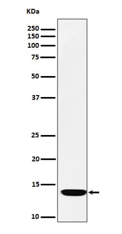 FDX1 Antibody (SR1148), Novus Biologicals 100 &mu;g; Unconjugated:Antibodies,