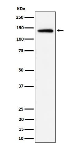 Importin-9 Antibody (SR1154), Novus Biologicals:Antibodies:Primary Antibodies