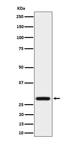Peflin Antibody (SR1512), Novus Biologicals:Antibodies:Primary Antibodies