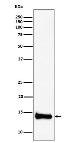 PIN4 Antibody (SR1179), Novus Biologicals 100 &mu;g; Unconjugated:Antibodies,