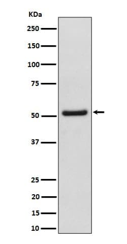 NUP50 Antibody (SR1992), Novus Biologicals 100 &mu;g; Unconjugated:Antibodies,