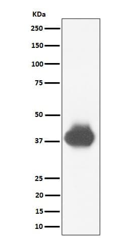 Fc gamma RII/CD32 Antibody (SR1608), Novus Biologicals 50 &mu;g; Unconjugated:Antibodies,