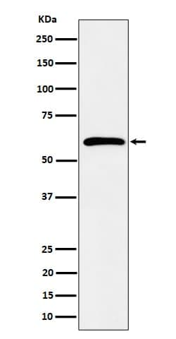 SDC3 Antibody (SR2066), Novus Biologicals 100 &mu;g; Unconjugated:Antibodies,