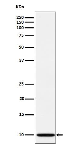 NDUFA1 Antibody (SR1052), Novus Biologicals:Antibodies:Primary Antibodies