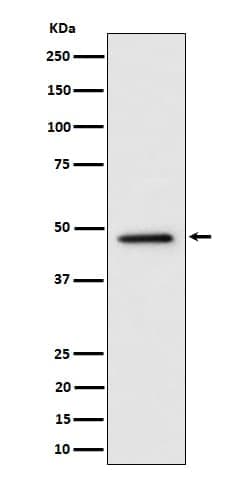 Torsin-4A Antibody (SR1822), Novus Biologicals 50 &mu;g, Unconjugated:Antibodies,