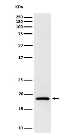 EIF1A Antibody (SR1285), Novus Biologicals 50 &mu;g, Unconjugated:Antibodies,