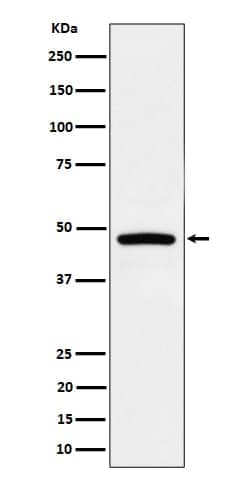 PREB Antibody (SR1780), Novus Biologicals 50 &mu;g; Unconjugated:Antibodies,