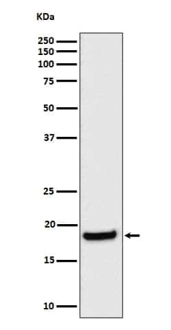 EIF1A Antibody (SR1286), Novus Biologicals 100 &mu;g | Buy Online | Novus Biologicals | Fisher Scientific
