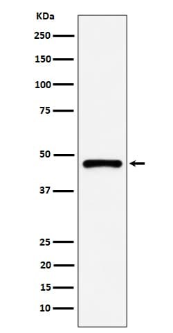 SUG1 Antibody (SR1803), Novus Biologicals 100 &mu;g; Unconjugated:Antibodies,
