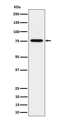 BAAT1 Antibody (SR2194), Novus Biologicals:Antibodies:Primary Antibodies