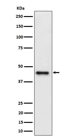 DAZAP1 Antibody (SR1732), Novus Biologicals:Antibodies:Primary Antibodies