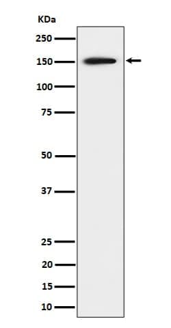 SAFB Antibody (SR1200), Novus Biologicals:Antibodies:Primary Antibodies