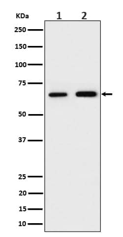 PGM1 Antibody (SR2074), Novus Biologicals 100 &mu;g | Buy Online | Novus Biologicals | Fisher Scientific