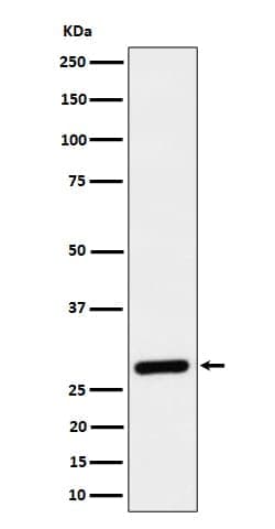 CLIC4 Antibody (SR1481), Novus Biologicals 100 &mu;g | Buy Online | Novus Biologicals | Fisher Scientific
