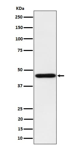 HOMER1 Antibody (SR1770), Novus Biologicals 100 &mu;g; Unconjugated:Antibodies,