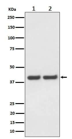 FAM50A Antibody (SR1667), Novus Biologicals 50 &mu;g; Unconjugated:Antibodies,