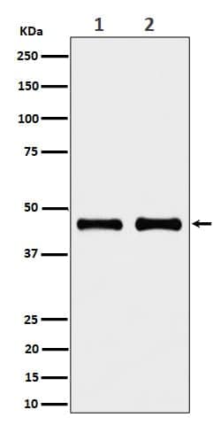 NDUFS2 Antibody (SR1778), Novus Biologicals 50 &mu;g; Unconjugated:Antibodies,