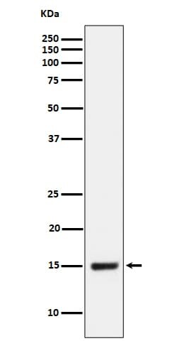 NDUFB4 Antibody (SR1214), Novus Biologicals:Antibodies:Primary Antibodies