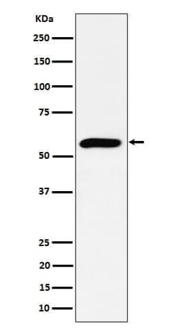 PRPF4 Antibody (SR2032), Novus Biologicals 100 &mu;g | Buy Online | Novus Biologicals | Fisher Scientific